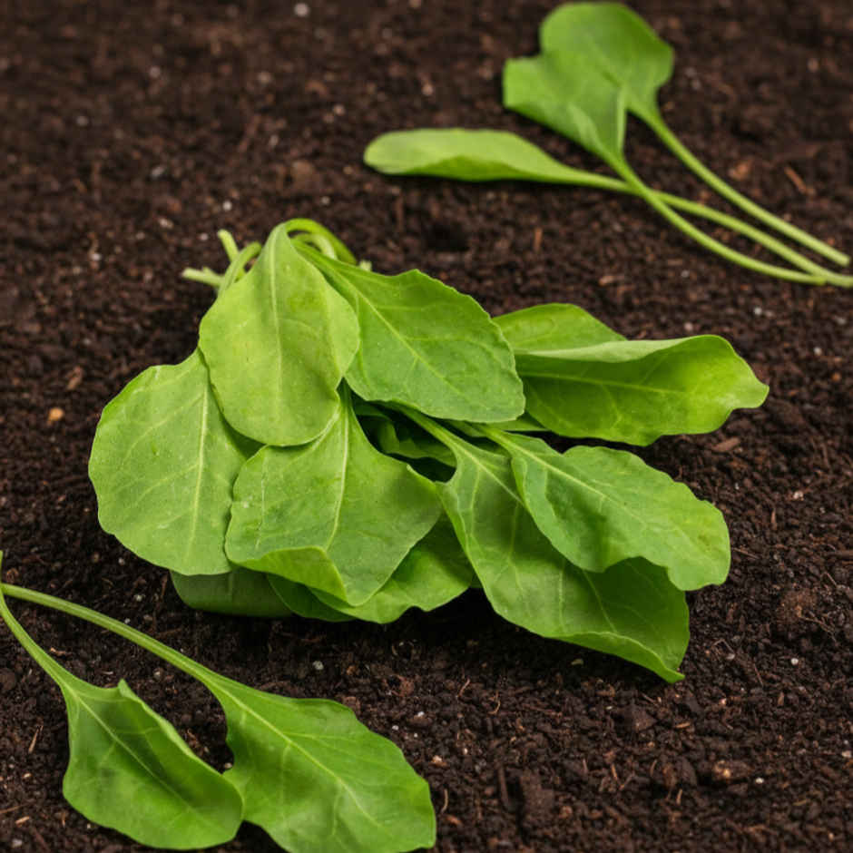 Organically Grown Spinach