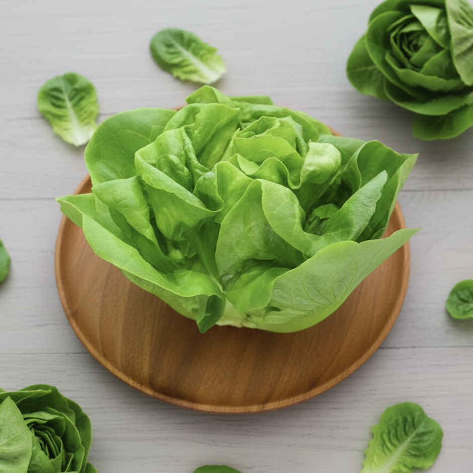 Hydroponic Lettuce Butterhead