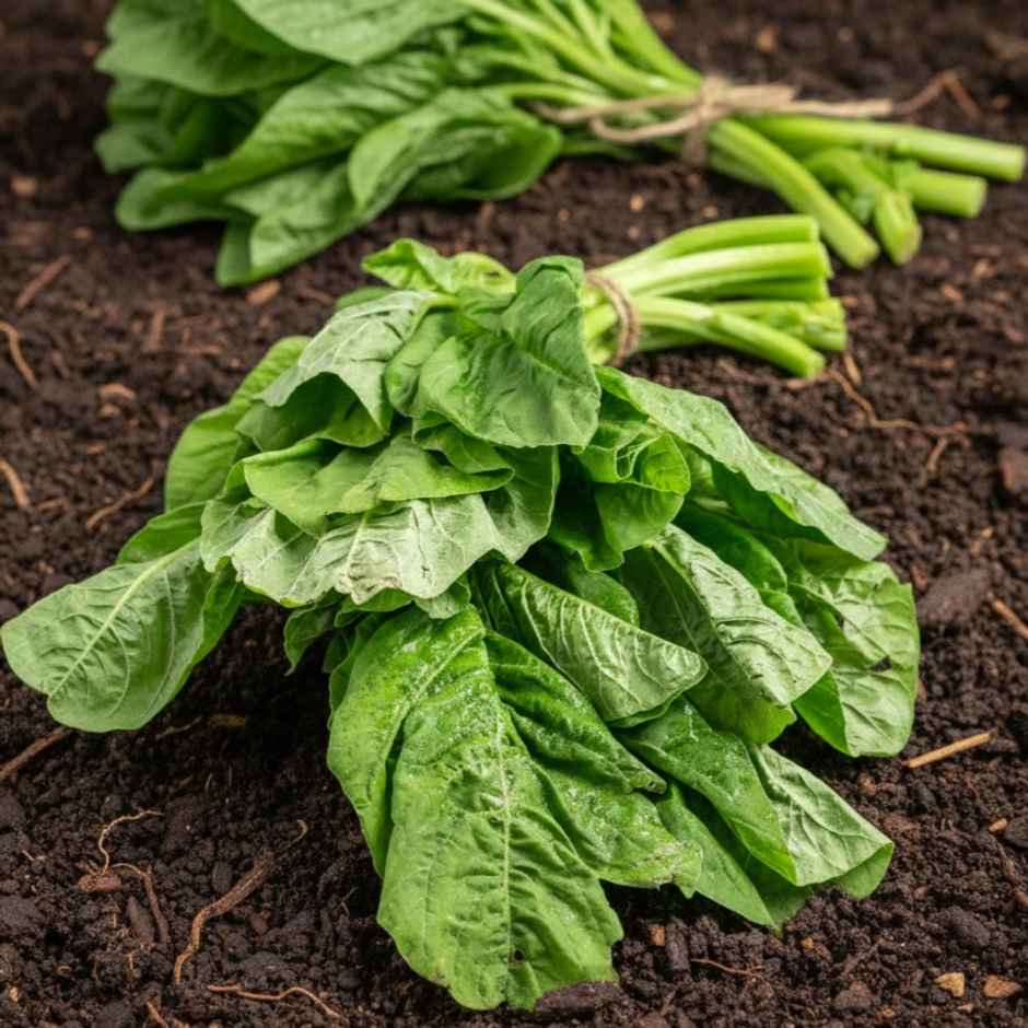 Organically Grown Amaranthus Green