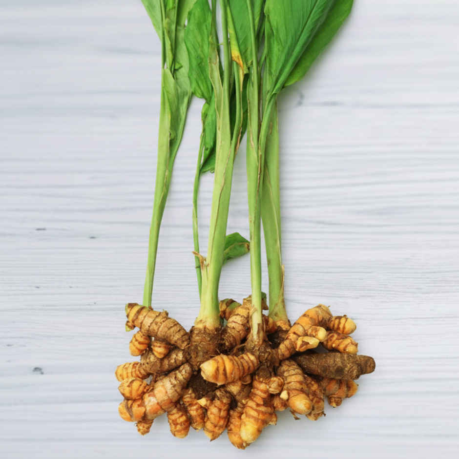 Turmeric Plant
