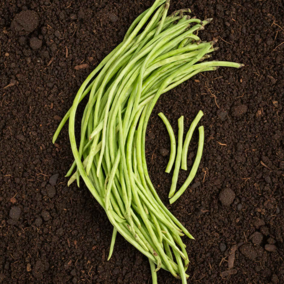 Organically Grown Beans Cowpea (Chavalichi Shenga)