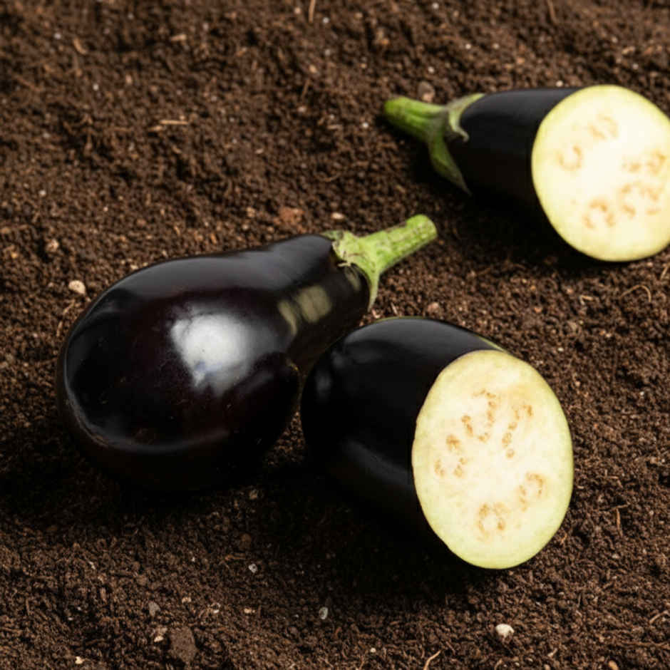Organically Grown Brinjal Bharta