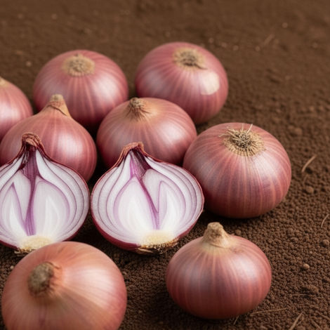 Organically Grown Onion