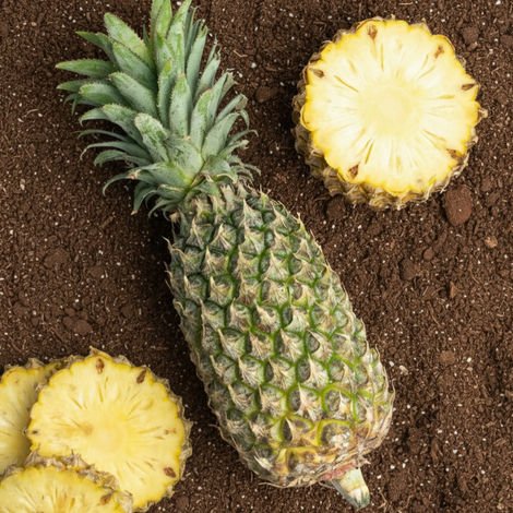 Organically Grown Pineapple