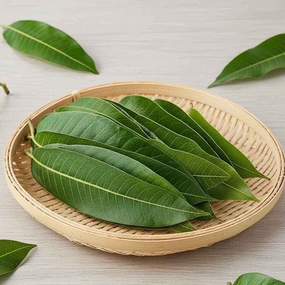 Mango Leaves