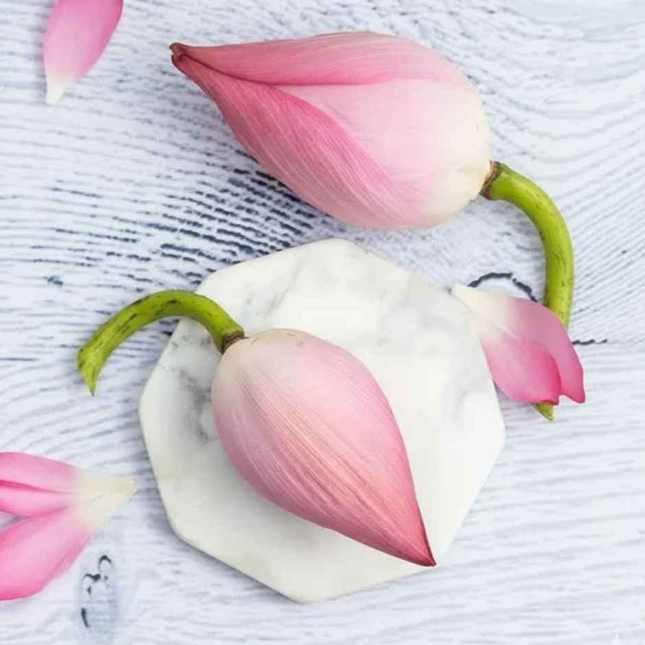Lotus Flower
