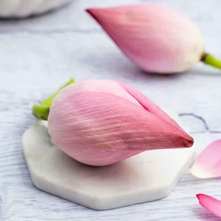 Lotus Flower