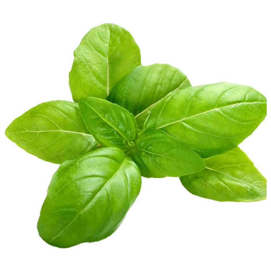 Hydroponic Italian Basil Combo