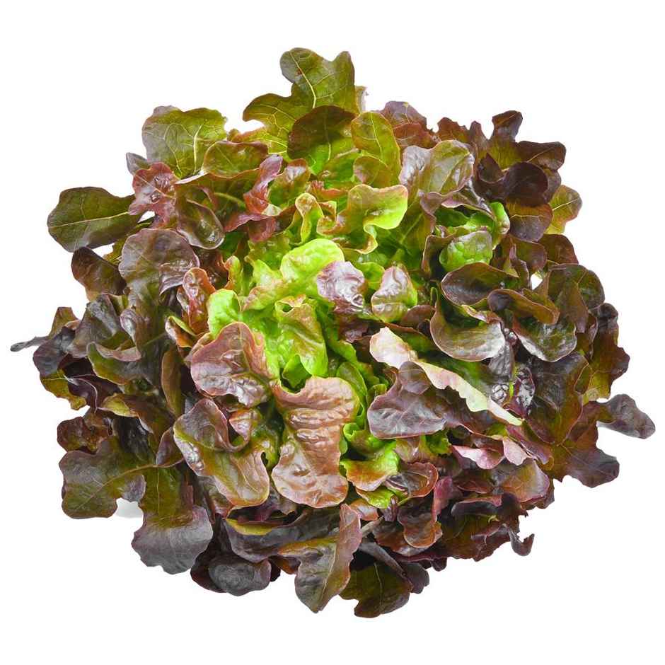 Lettuce Oak Red