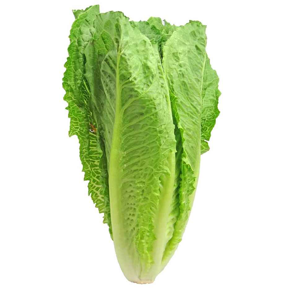 Hydroponic Romaine Lettuce