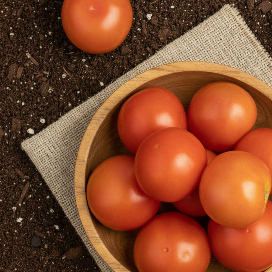 Organically Grown Tomato Local