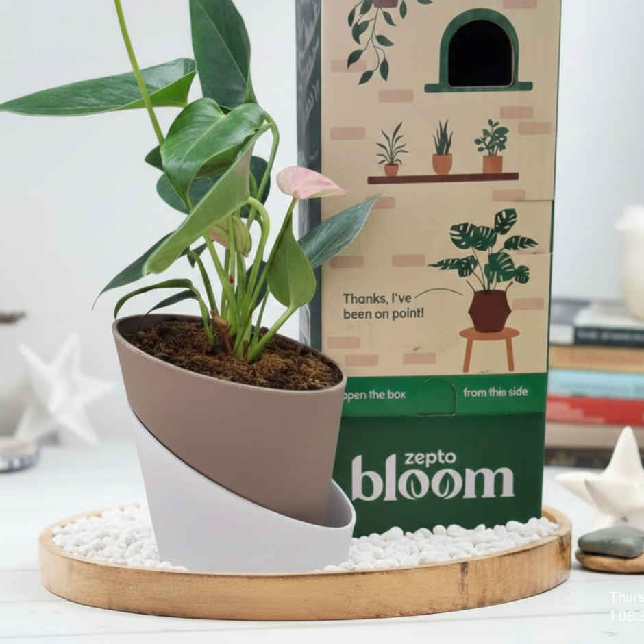 Bloom Anthurium Pink Plant