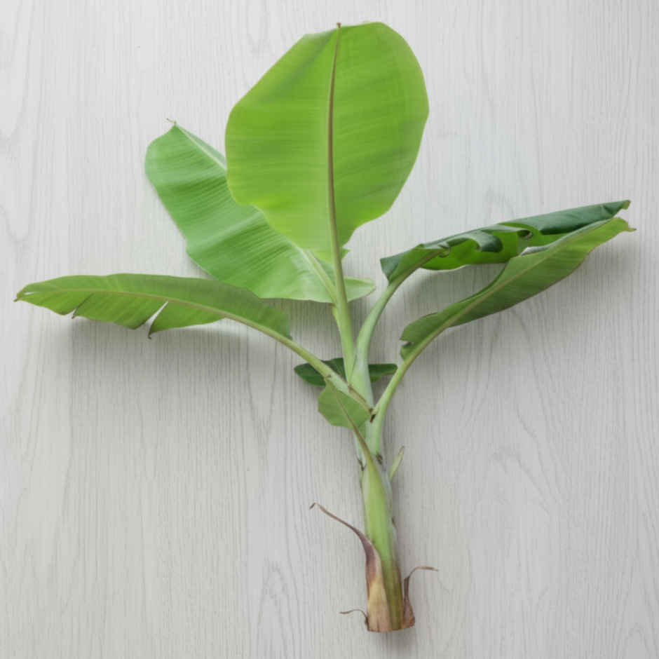 Banana Plant Small - Pooja