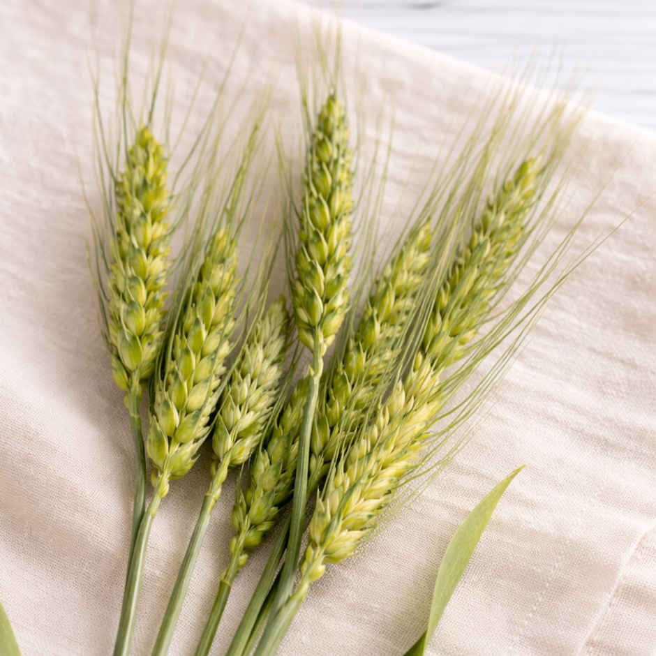 Wheat Grains (Gehu Ki Bali) - Holi Special
