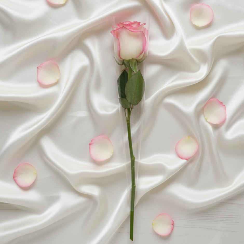 Single Pink Rose