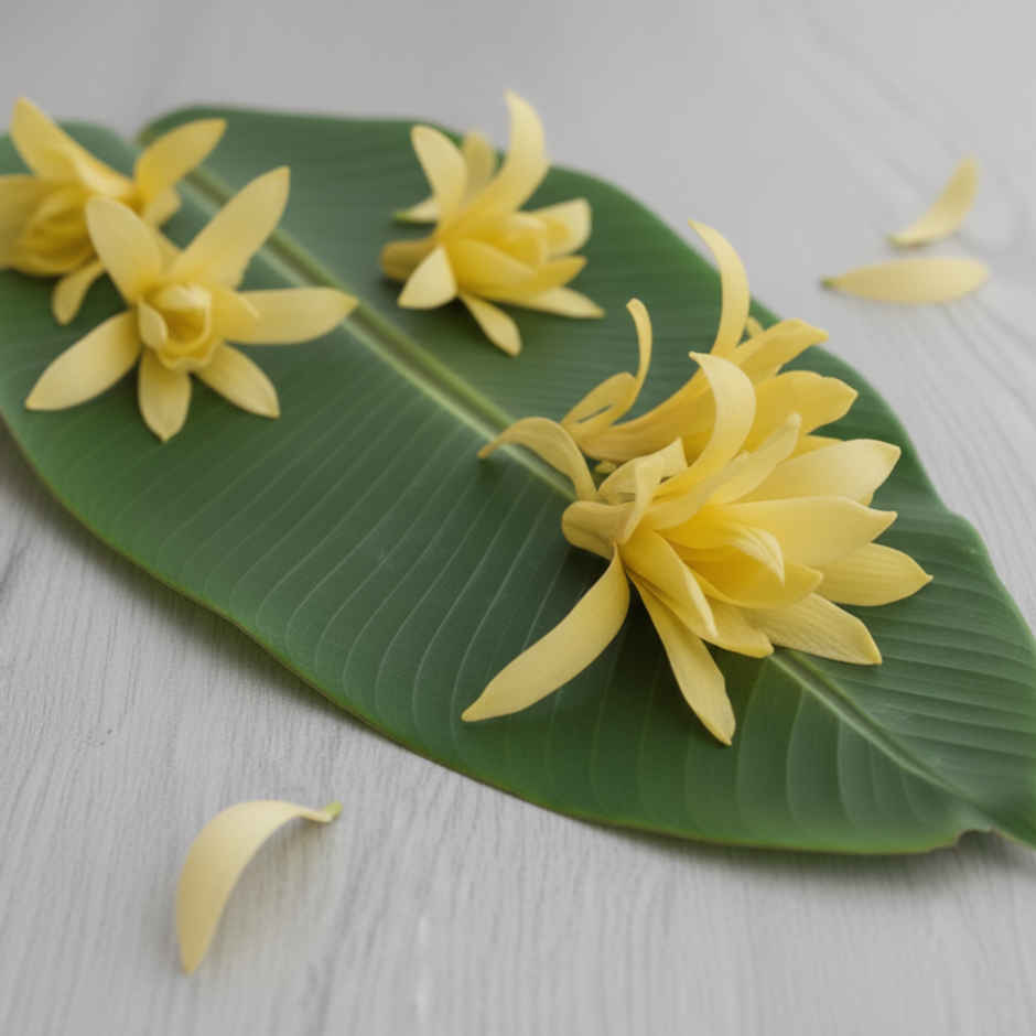 Champa Flower (Sonchapha)