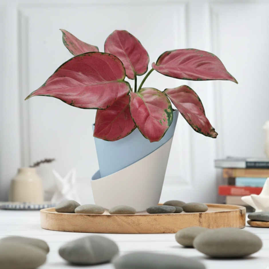 Bloom Pink Aglaonema Plant