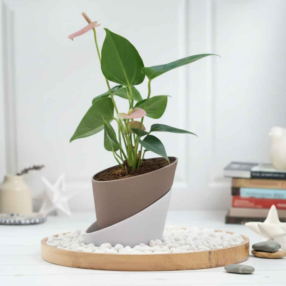 Bloom Anthurium Pink Plant (1pc) & Floweraura Signature Red Rose In Sleeve (1pc) Combo