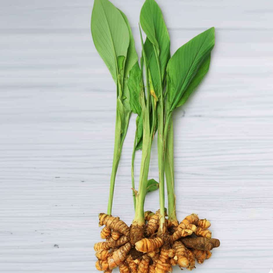 Turmeric Plant