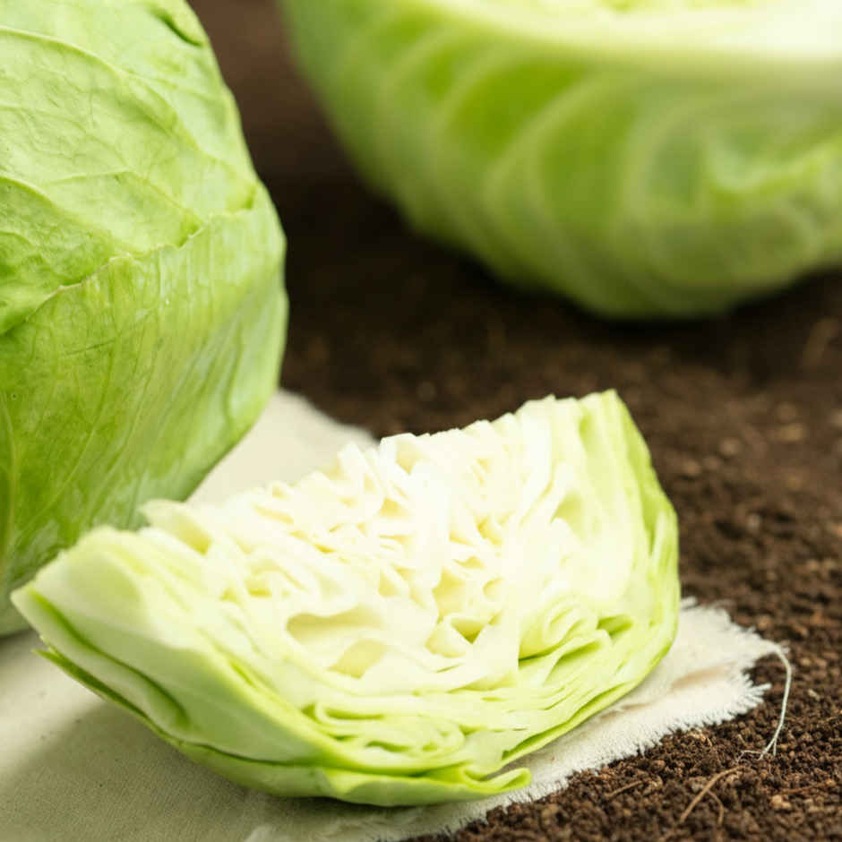 Organically Grown Cabbage