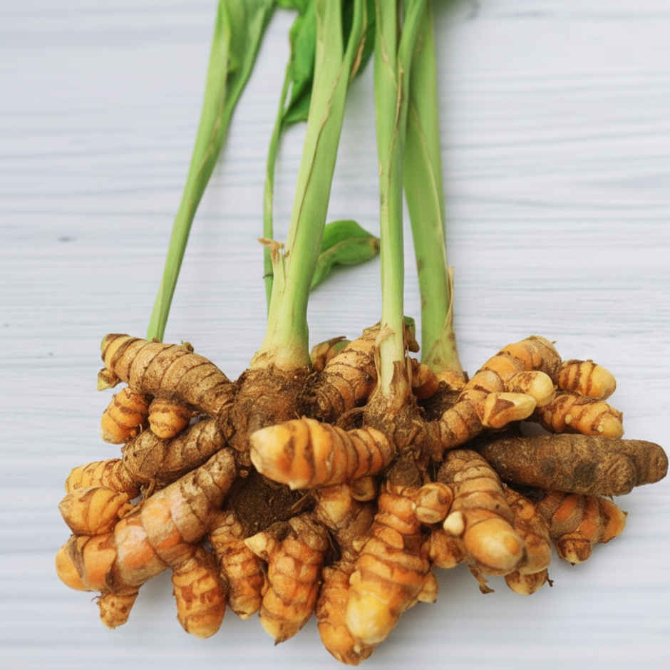 Turmeric Plant