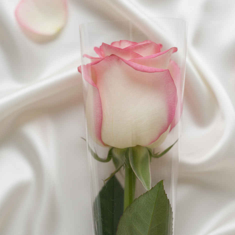 Single Pink Rose