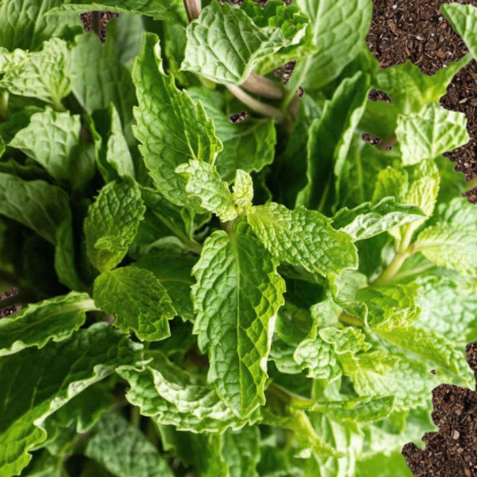 Organically Grown Mint Leaves