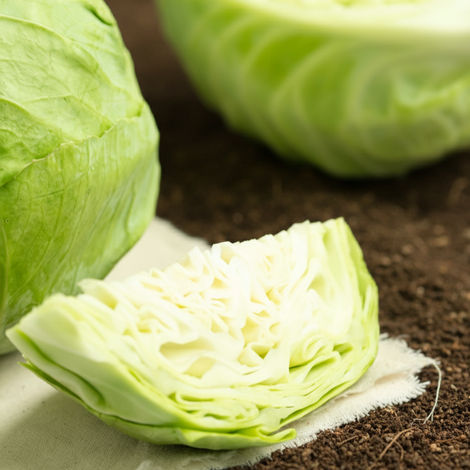 Organically Grown Cabbage