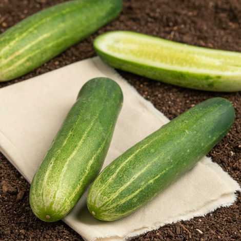 Organically Grown Cucumber Indian