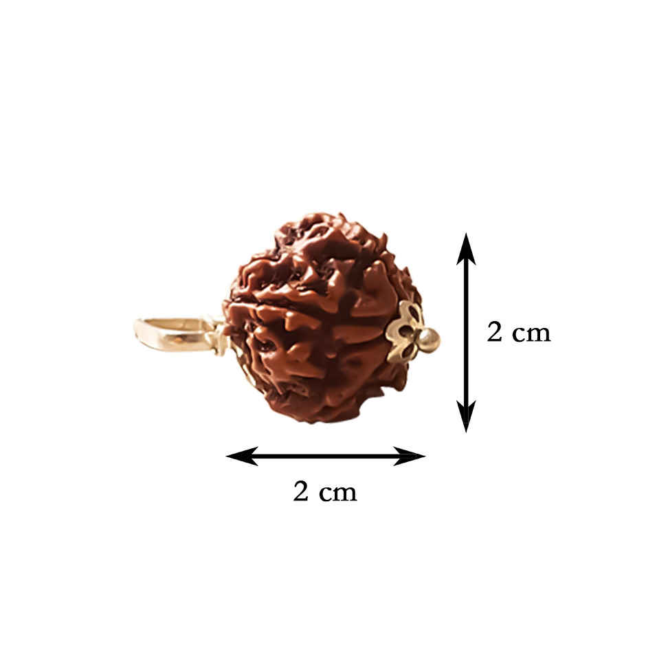 5 Mukhi Rudraksha | Single Bead with Wearing Thread | Svasti