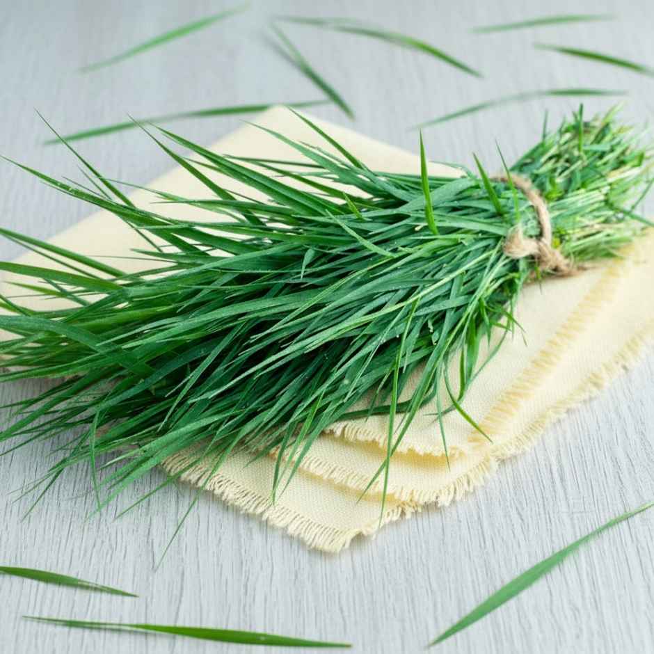 Durva Grass (Doob Grass)