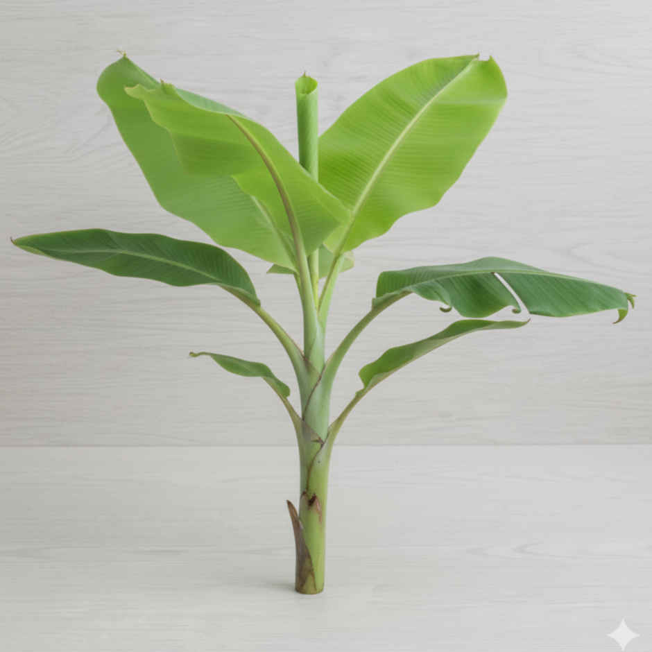 Banana Plant Small - Pooja