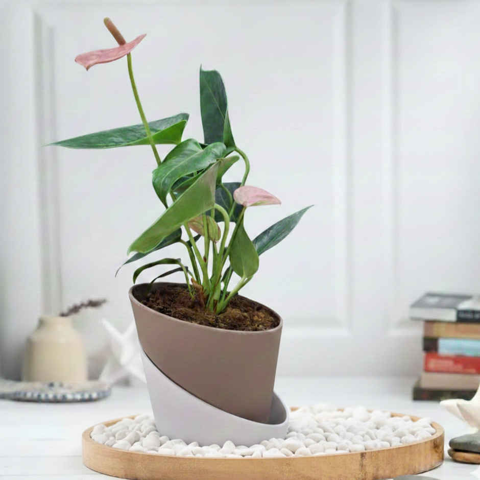 Bloom Anthurium Pink Plant (1pc) & Floweraura Signature Red Rose In Sleeve (1pc) Combo