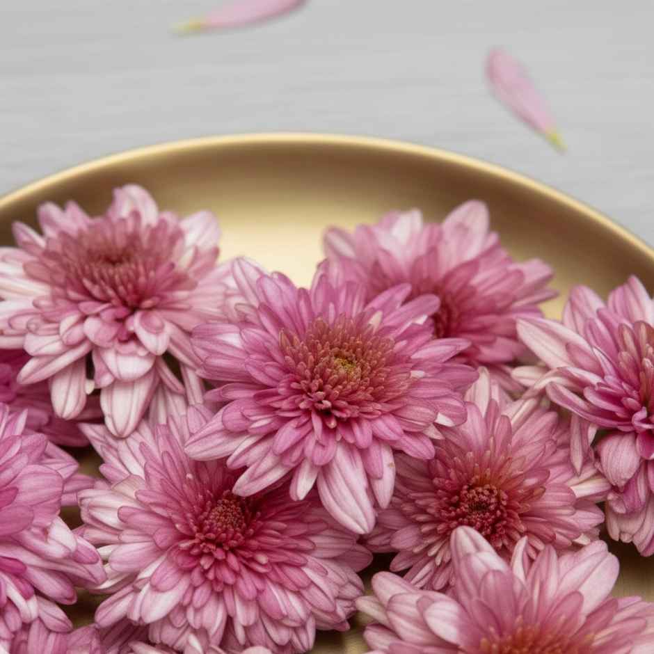 Chrysanthemum Pink Flower
