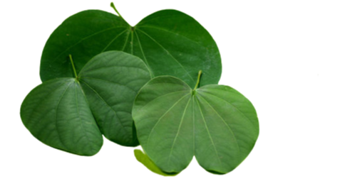 Apta Leaves