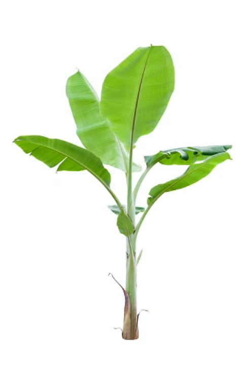 Banana Plant Small - Pooja
