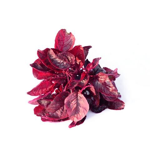 Red Amaranthus (Choulai Saag) - Cleaned, without roots 250 g Combo