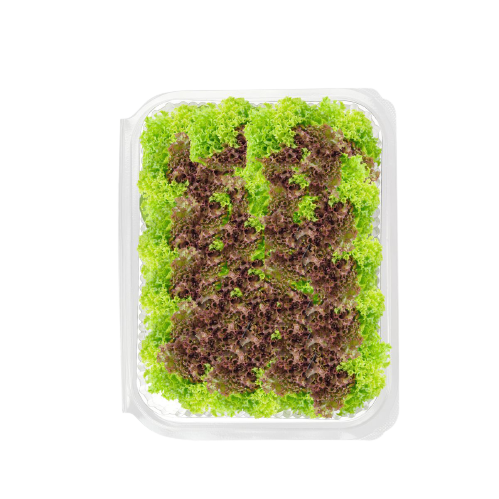 Lettuce Red Green
