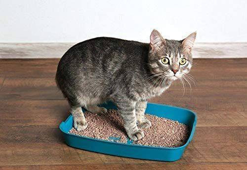All4Pet Lavender Premium All Natural Clumping Cat Litter