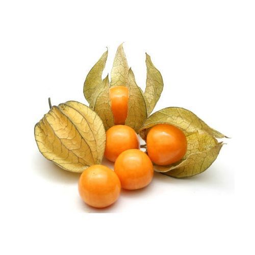 Cape Gooseberry
