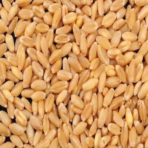 Desi Choice MP Sharbati Wheat