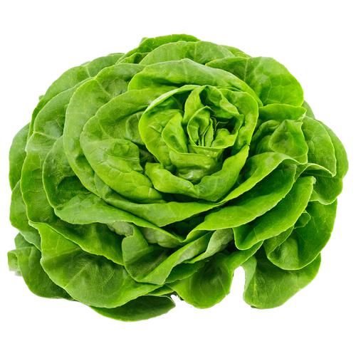 Lettuce Butterhead With Root