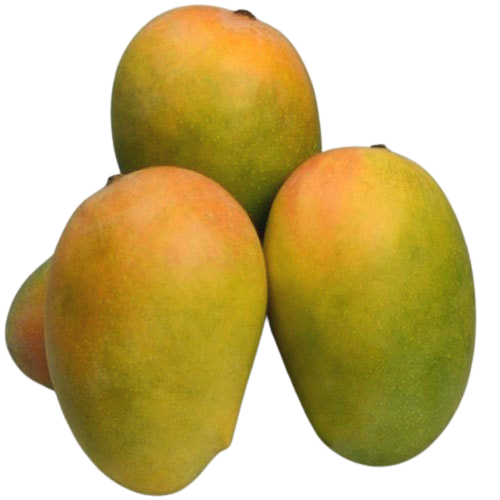 Mango Kesar (Amba)