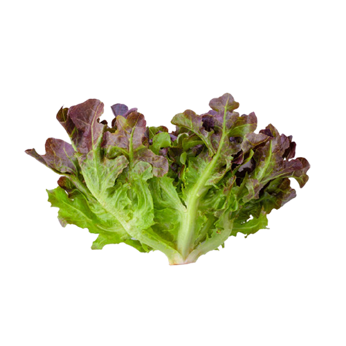 Lettuce Oak Leaf Red