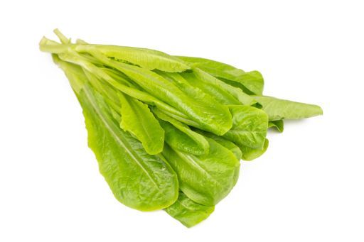 Lettuce Romaine - Hydroponic