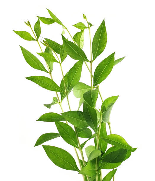 Henna Leaves