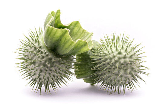 Datura