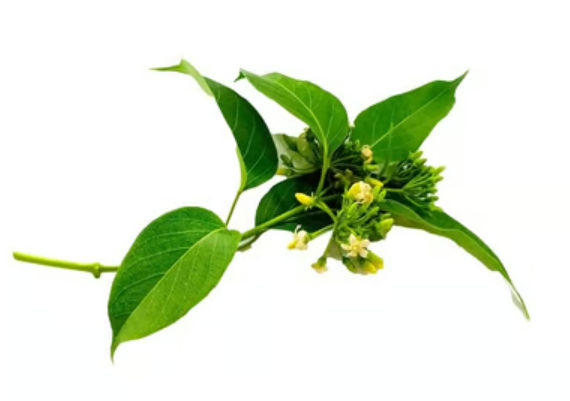 Neem Leaves (with Flowers)