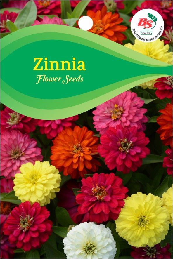 Zinnia Mixed Kgp Seeds
