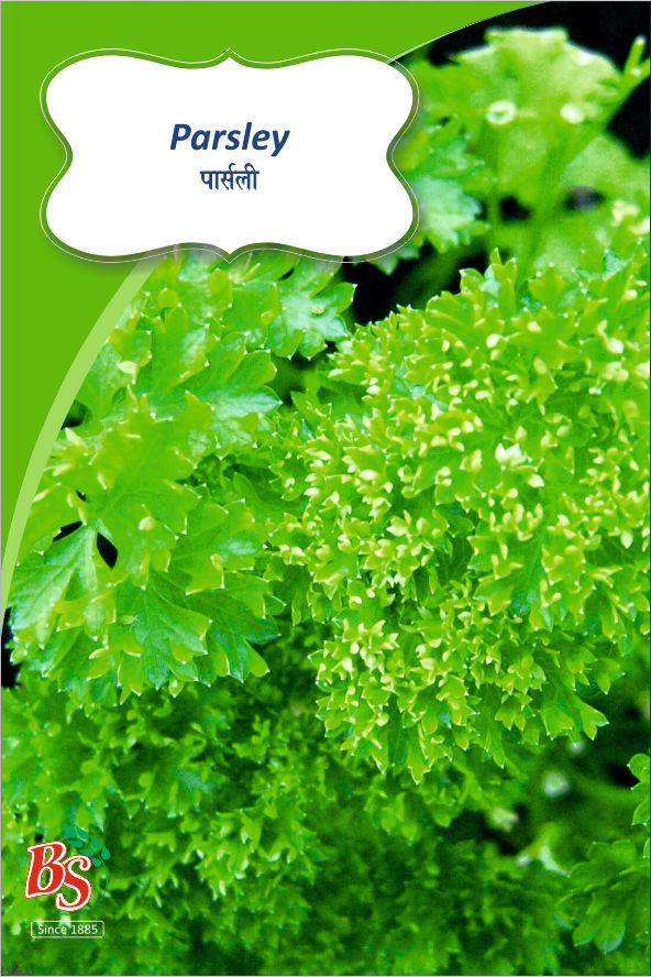Parsley Seeds